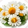 Chamomile flowers