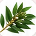 Green tea leaves